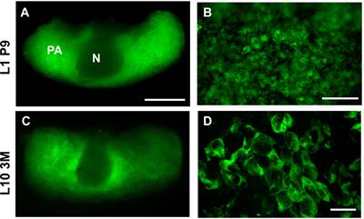 Imaging of Endoplasmic Reticulum Ca2+ in the Intact Pituitary Gland of Transgenic Mice Expressing a Low Affinity Ca2+ Indicator